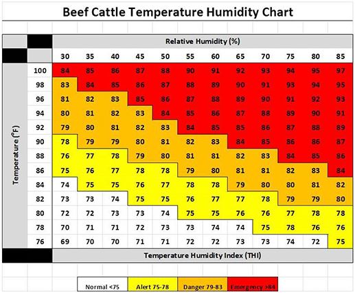 Handling Cattle through High Heat Humidity Indexes