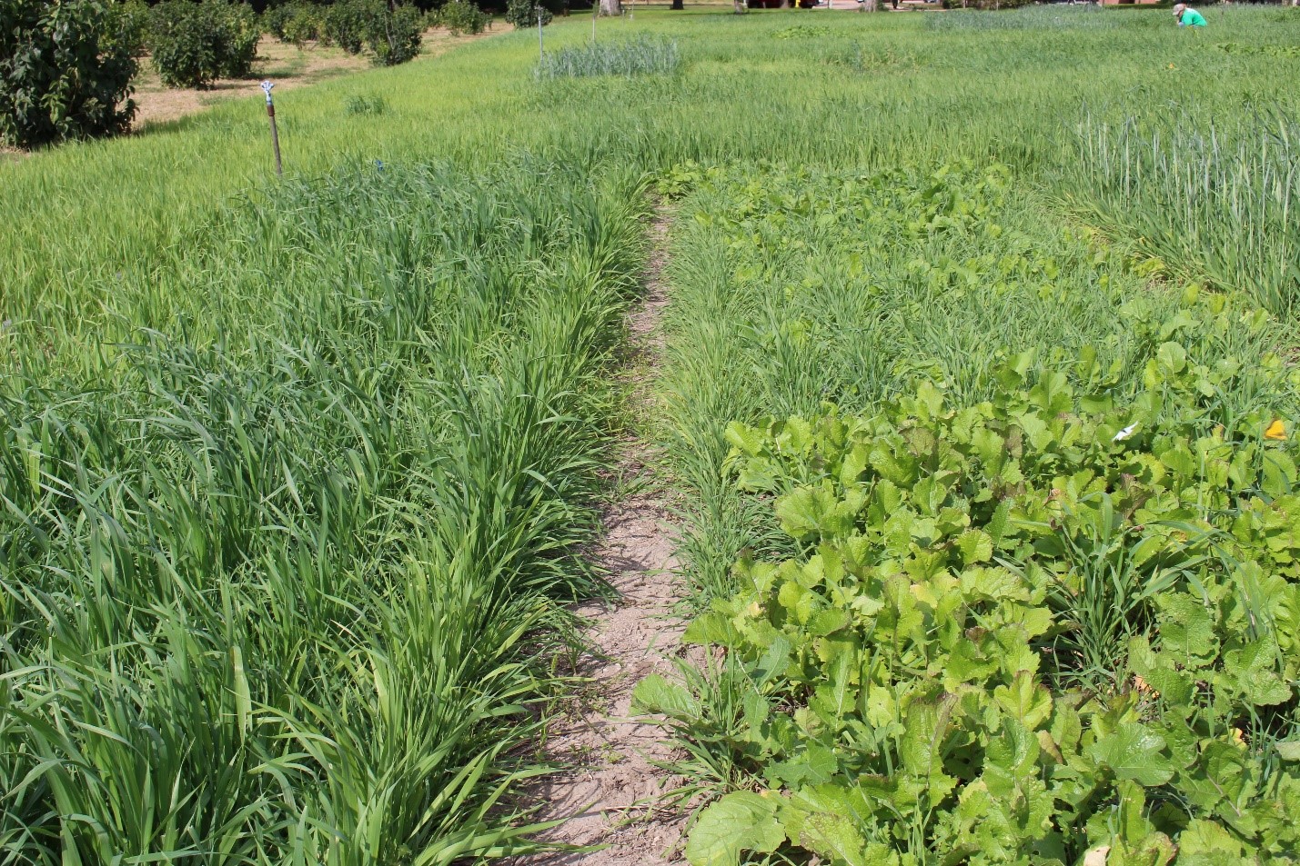 Fall Forage Considerations