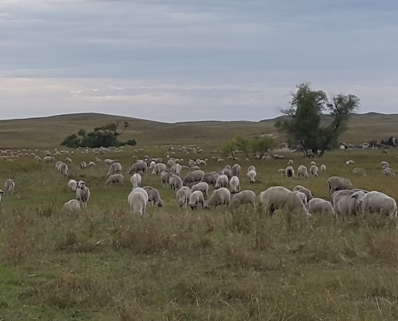 Nebraska Sheep & Goat AI Clinic September 18-19 North Platte