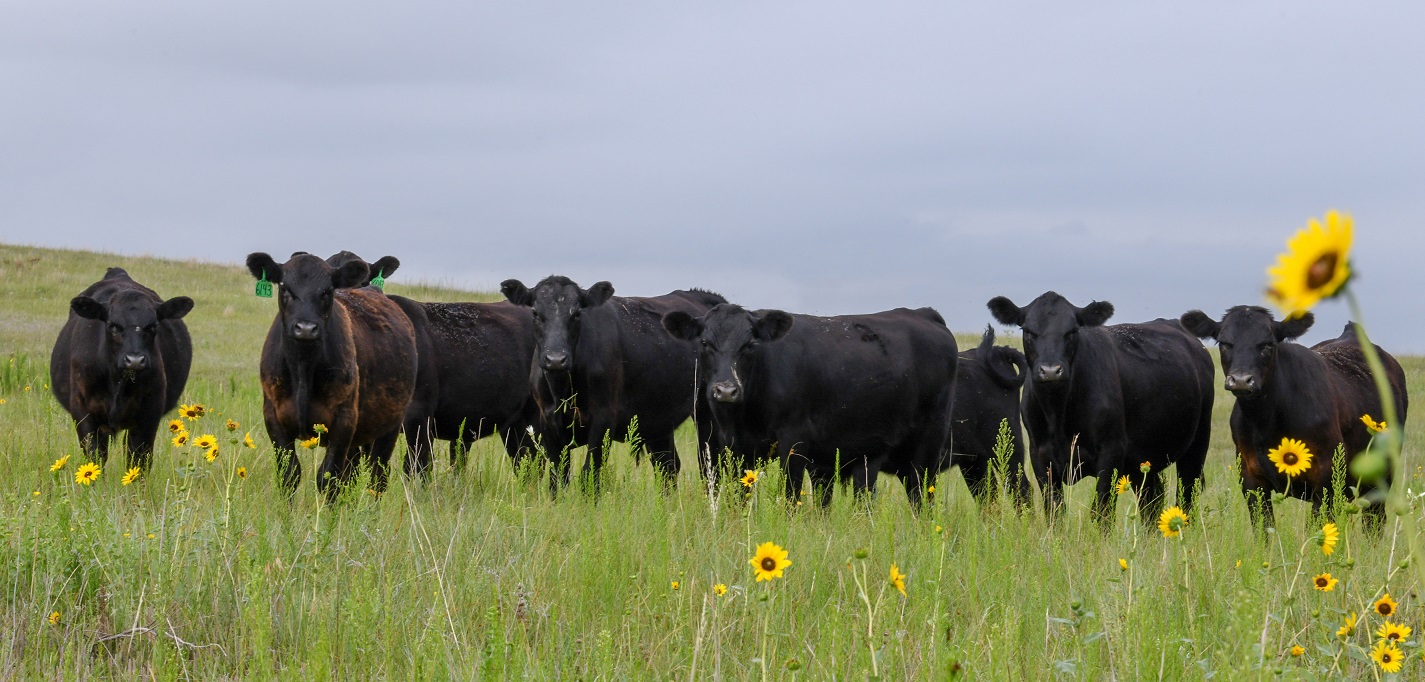 Implants Equate to Efficiency in Stocker Cattle