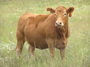 Pregnancy Checking of Spring Calving Cows